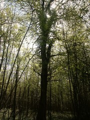 Fototapeta premium Forêt et sous bois
