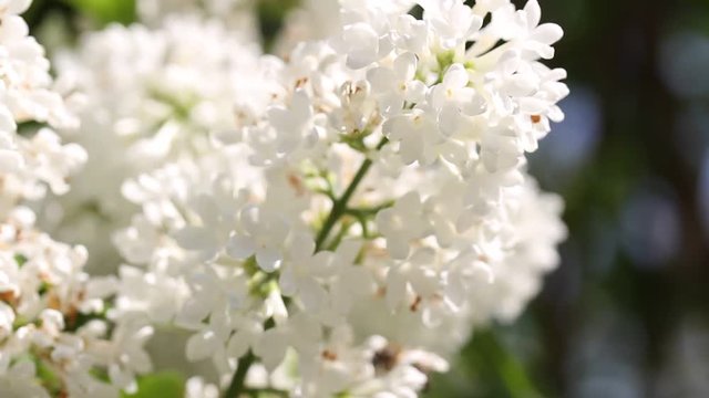 White flowers in field. White lilac.