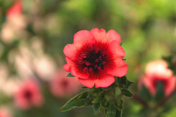 Red poppy flowers blooming in the green grass field, floral natural spring background.