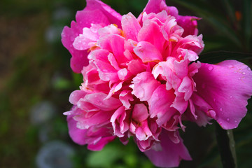 Fototapeta premium Beautiful close up photo of pink tulip