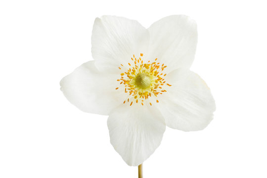 White Anemone Flower