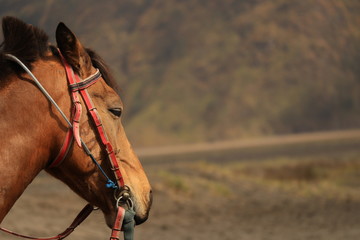 the atmosphere of Bromo Tengger Semeru mountains in the morning, which is a favorite time for...