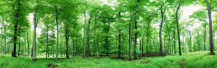 Green forest panorama at rain