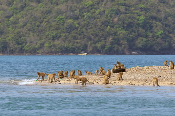Macaca fascicularis. Javanese macaque on the beach in Thailand