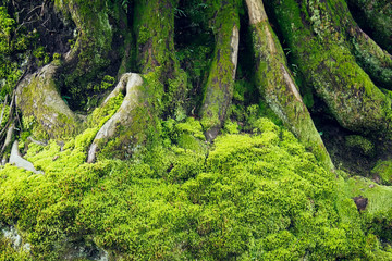 Green Plants Moss Fern lichen Nature texture Background