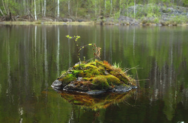 Stone with moss and leaves inside the river