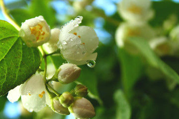 White flowers of blooming cherry or apple tree with water drops