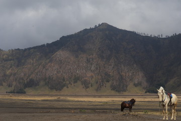 the atmosphere of Bromo Tengger Semeru mountains in the morning, which is a favorite time for tourists to visit nature