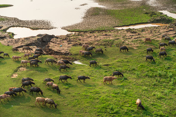 Herd of buffalo grazing next to the Red river, in Hanoi, Vietnam