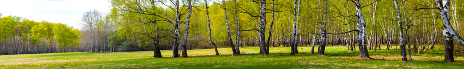 Fototapeta premium Birch grove on a sunny day.