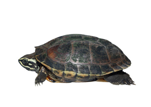 South East Asian Turtle Isolated On White Background Clipping Path