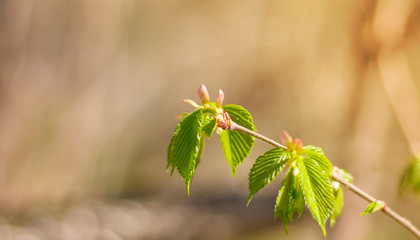 green leaves on a branch of hazel in early spring on a blurred background of nature