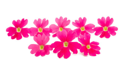 pink verbena isolated
