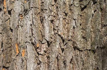 the bark of the oak tree as the background