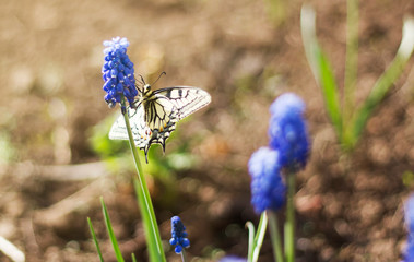 beautiful white butterfly on a blue blossoms of Muscari