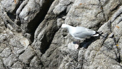 One gull perching scene - He is looking to bottom what is it looking - so scenic