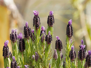Lavandula stoechas - Topped lavender or French lavender
