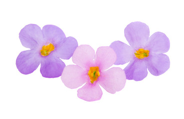 Obraz premium bacopa isolated