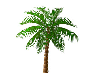 Obraz premium Tropical lush dark green palm tree. illustration