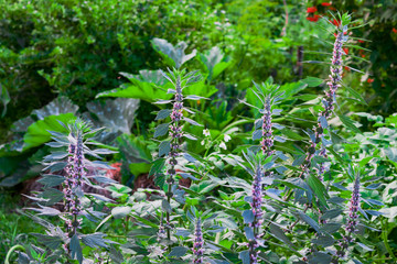 Medicinal plants herbs Siberian motherwort, Latin name Leonurus sibiricus, selective focus