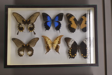 Papillon © Sebastien Barrio