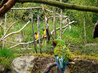 Multi-colored macaw parrots with social little group shaped outdoor in a green adapted park