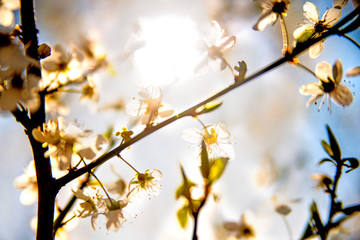 mirabelle blossom in back light