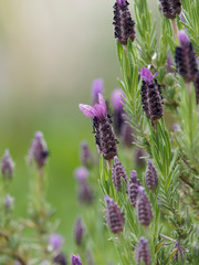 Obraz premium Lavandula stoechas. Topped lavender or French lavender 