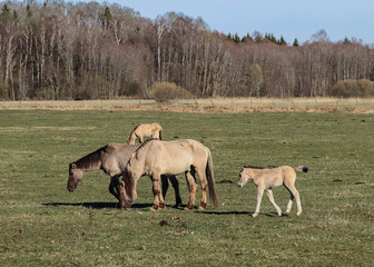 Fototapeta premium Wild horses on field.
