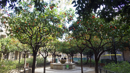 One couple in the perspective of the orange grove , old french fountain with some orange tree and symmettry