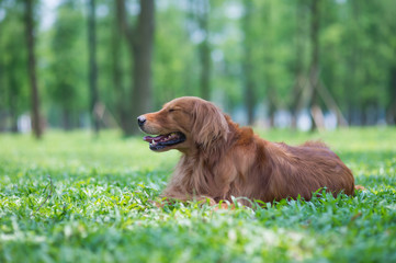 Golden retriever squatting on the grass