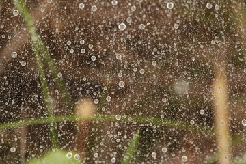 Fine dew drops of a sheet web of a ground dwelling spider in the early morning.