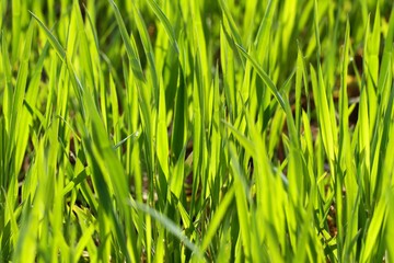 Obraz premium Green young wheat.