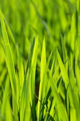 Green young wheat.