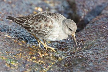 Purple Sandpiper (Calidris maritima), winter adult on rocks, Penzance, Cornwall, England, UK.