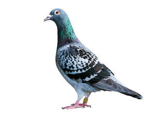 checker feather pattern of homing speed racing pigeon isolate white background