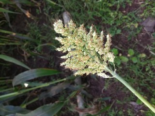 Farm photography