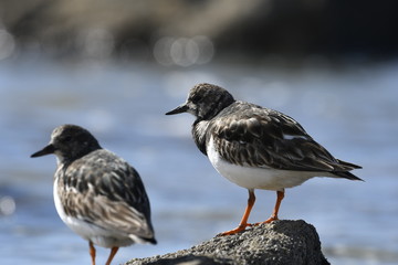 Tournepierre à collier dans la zone d'estran