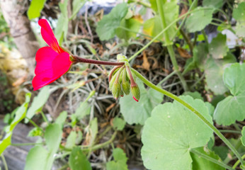 Red flower with stems