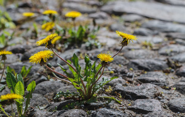 Roadside with blooming dandelions.