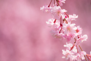 Obraz premium 写真素材：しだれ桜 さくら サクラ コピースペース 春 花 高見の郷 奈良県 2019年4月