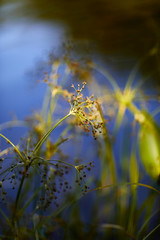 Obraz premium Wasserpflanze an einem See mit unscharfem Hintergrund