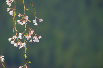 しだれ桜　春　花　高見の郷　奈良県　2019年4月