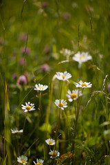 Daisy in grass