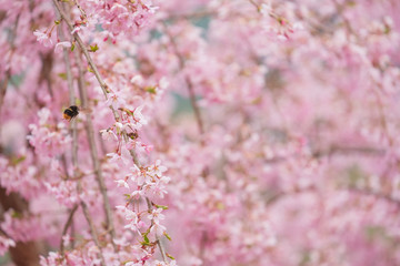 しだれ桜　春　花　高見の郷　奈良県　2019年4月