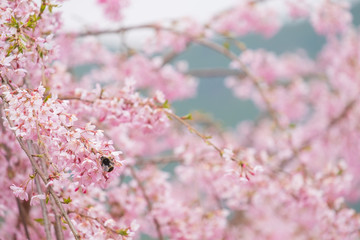 しだれ桜　春　花　高見の郷　奈良県　2019年4月
