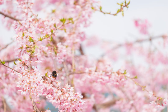 しだれ桜　春　花　高見の郷　奈良県　2019年4月