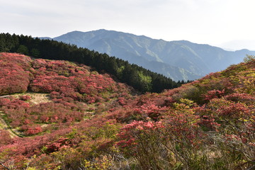 赤色のつつじが満開の葛城山