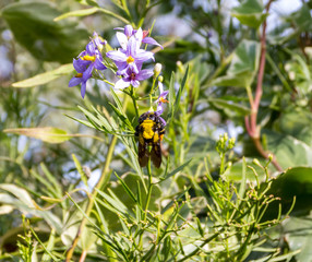 Bees and bumblebees in work