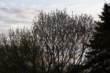 Scenic texture design of silhouetted maple tree leaves in front of a setting sun